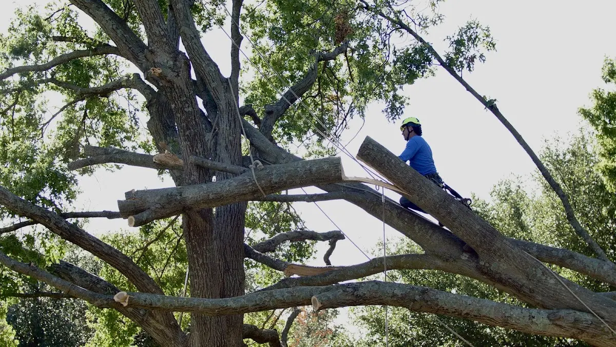 Professional Crown Thinning performed by certified arborists in Stephen